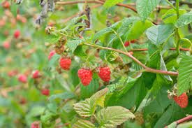 Les Feuilles De Framboisier Contiennent De Nombreux Bienfaits Pour La