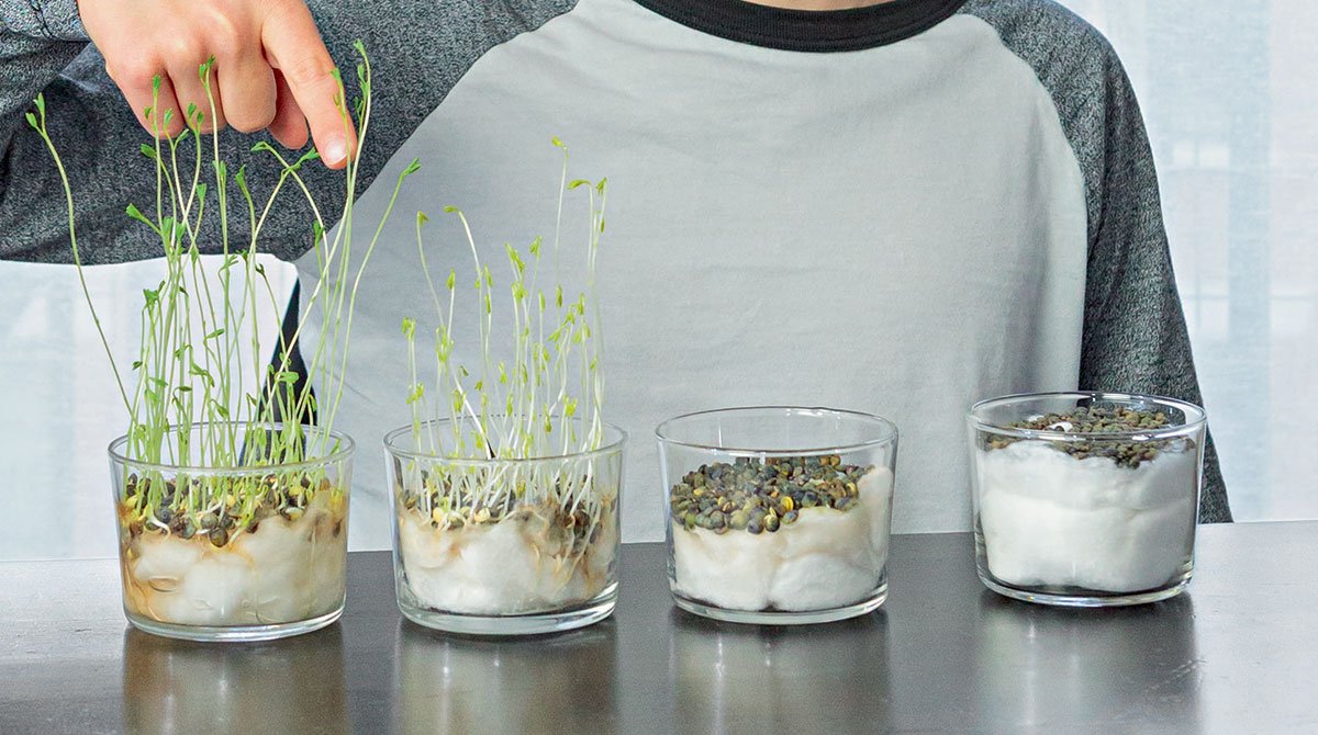Plateau De Germination Pour Graines Et Céréales - Compact, Empilable, Facile à Nettoyer - Pour Micro-pousses à La Maison